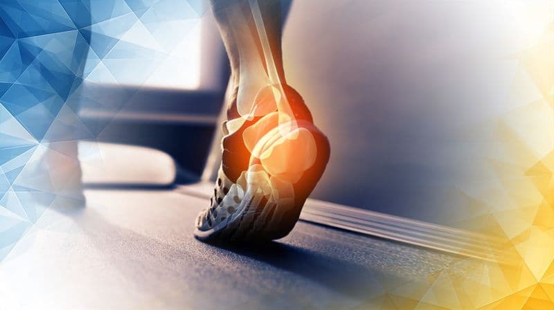 Articular Cartilage Structure, Function, and Recovery Pathways