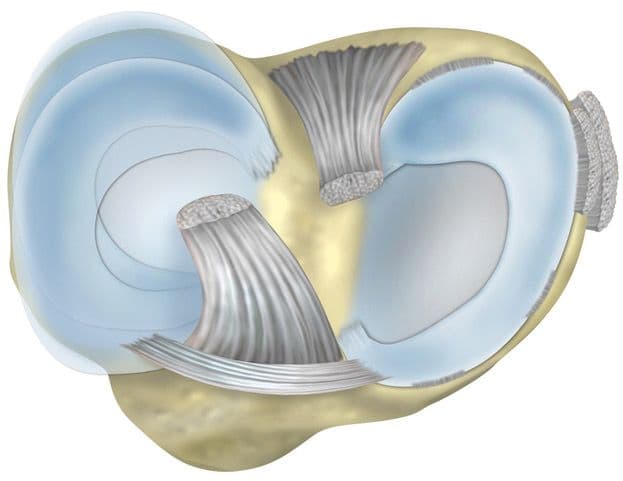 Anatomical illustration of the knee joint meniscus structure